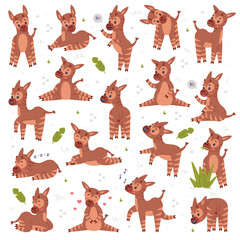 Wall Mural - Collection of cute baby okapi in different poses. Funny wild African animal character cartoon vector illustration