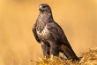 © Marilar Irastorza/Stocksy - Buzzard On Straw