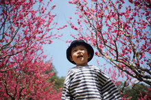 Cute Little Asian Boy Playing Under The Peach Tree