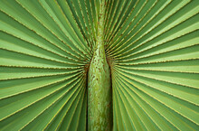 Palm Leave Up-Close