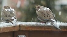 Morning Dove Pair In Light Snow Fall During Winter. Pigeon On A Fence