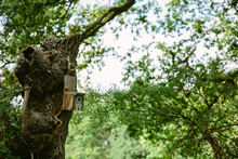 Bird Box On A Tree Stump In The Countryside