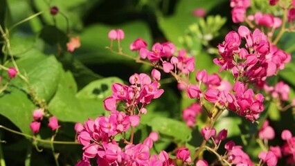 Wall Mural - Bees fly and pink flower