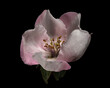© Jennifer Markwirth/Stocksy - Quince Blossom 1