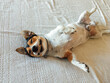 © Ivona Zivulj/Stocksy - Adorable Smiling Dog Lying on Bed