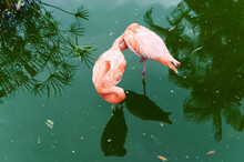 Pink Flamingos Standing In Water
