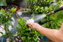 Close Up Of The Hands Older Woman Spraying Water On A Rose