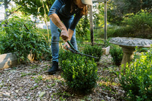 Middle Aged Woman Trimming Boxwood