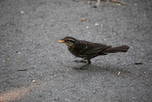 Blackbird On The Ground