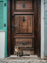 Stray Cat In Front Of A Wooden Door