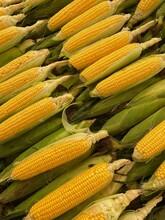 Fresh Corn Ears On The Stall In The Market