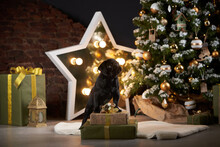 Dog In Christmas. New Year's Mood With Pet. Black Pug In Holiday Interior At Home