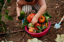 Kid Harvest Vegetables In Garden.