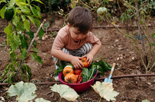 Child Harvest Vegetables.