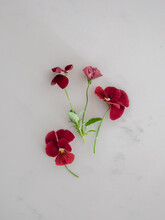 Red Pansy Cuttings