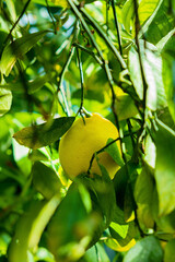 Poster - Lemon with green leaves on tree branch