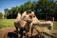 Two Dromedary Camels In The Zoo Park With Trees Behind A Metal Grid Fence