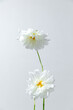 © Thais Varela/Stocksy - 2 white and minimal dahlias in front of a white background