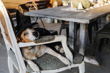 Dog Dressed In Witch Costume Lays In Chair Looking At Camera