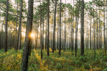 Forest Landscape In Alabama