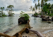 Sea Level Rise - Uprooted Palm Trees, Coastal Erosion Solomon Islands