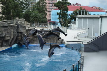 Wall Mural - Dolphins jumping in pool at marine mammal park