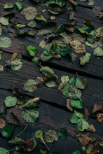 Fallen Leaves On A Bridge Made Of Wooden Planks