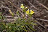 Fototapeta Kuchnia - Lnica pospolita (linaria vulgaris, plantaginaceae),  żółty kwiat, ziele, zioło, kwitnąć, 