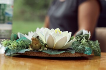 Frog near water lily