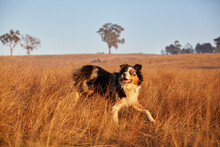 Australian Shepherd Dog Running