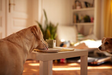 Dog Taking Food From Plate
