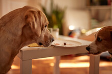 Two Dogs Looking At The Olive On Plate