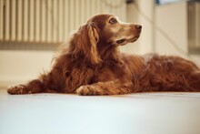 Portrait Of A Cute Irish Setter Dog Lying On The Floor With A Blurry Background