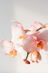 Wall Mural - Phalaenopsis coral orchid on white background.