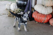 © Tana Teel/Stocksy - puppy wearing bat wings costume
