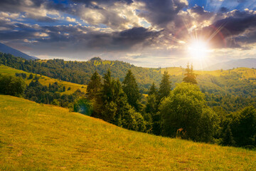 Wall Mural - forest on the grassy meadow at sunset. green summer landscape in mountains in evening light. sunny w