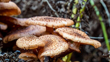 Close-up Of Fungus Growing On A Forest Floor