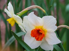 Orange And White Daffodil Close-up Free Stock Photo - Public Domain