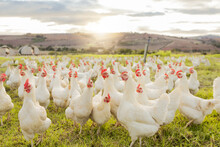 Farm, Sustainability And Chicken Flock On Farm For Organic, Poultry And Livestock Farming. Lens Flare With Hen, Rooster And Bird Animals In Countryside Field In Spring For Meat, Eggs And Protein