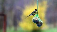 Great Tit Bird Eating In Rain On Full Of Seeds Feeding Balls 
