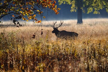 Poster - Wapiti in the field in nature