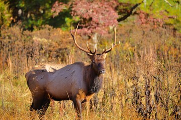 Poster - Wapiti in the field in nature