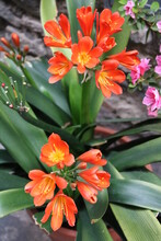 Orange Flowers Of Clivia Miniata