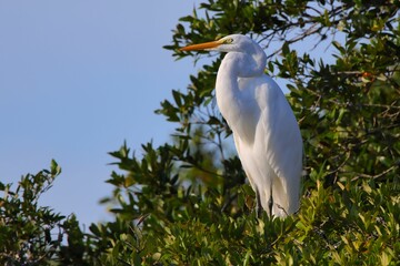 Poster - Great white egret perched on the green tree