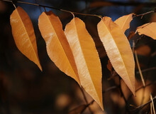 Autumn Leaf On A Tree Branch