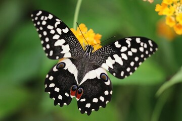 Poster - Shallow focus shot of lime swallowtail butterfly perching on a yellow flower in the garden