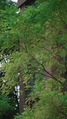 Poster - Vertical footage of a lush green foliage of a tree