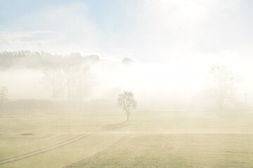 Canvas Print - Bäume im Tiefnebel mit Sonne darüber