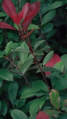 Poster - Vertical footage of a thin branch of a bush covered with leaves