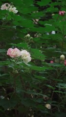 Poster - Vertical footage of white and pink roses on a bush